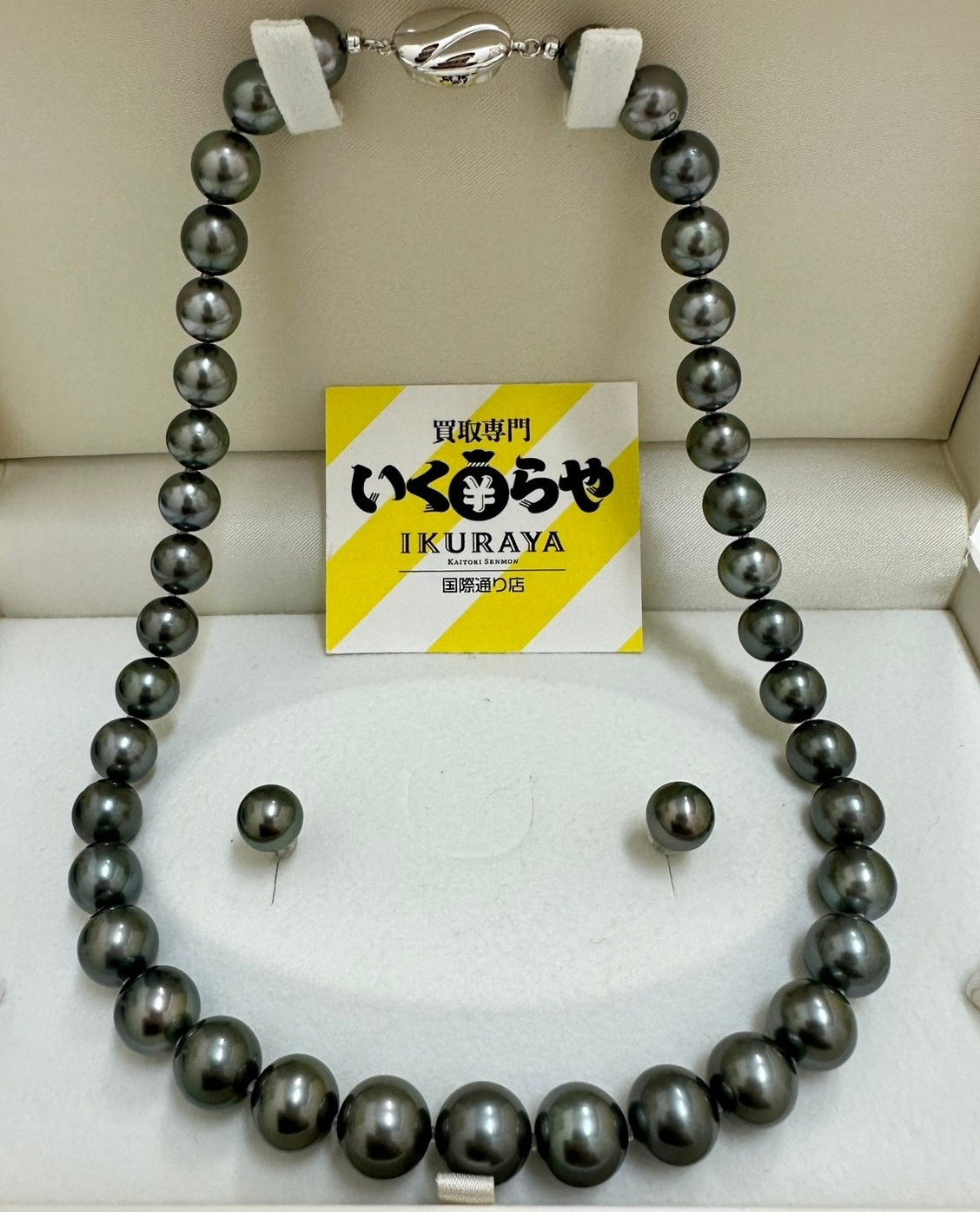 クロチョウ真珠